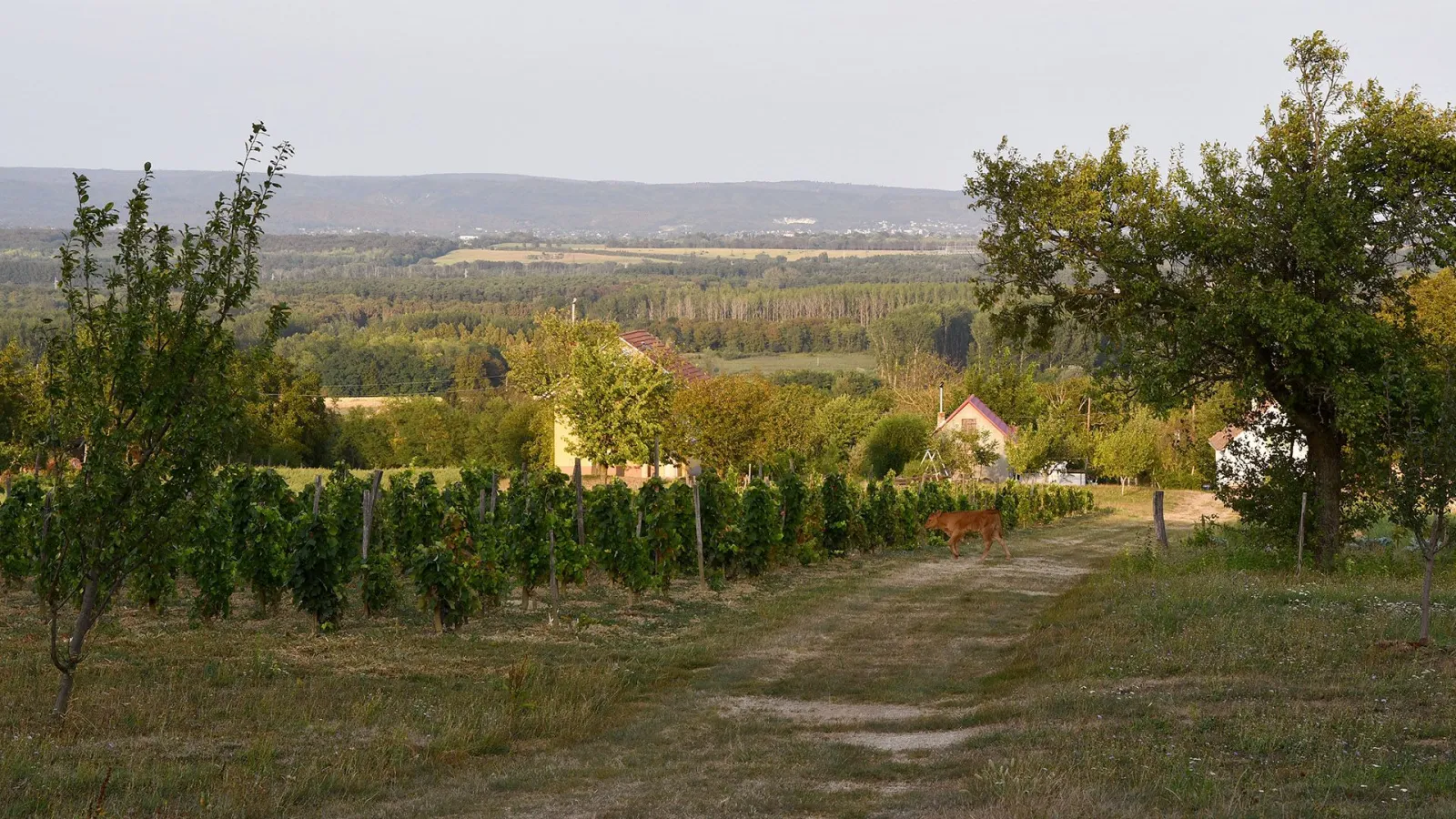 Családi ház – Alsópáhok, 19. fotó
